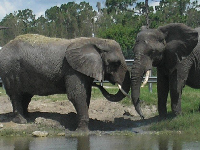 elephants