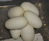 7 egg clutch
