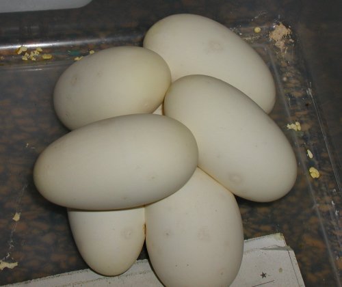 7 egg clutch