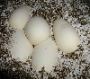 incubeggs