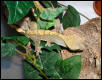 Male Crested