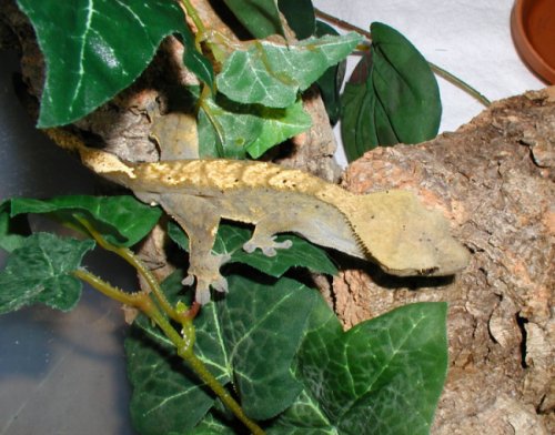 Male Crested