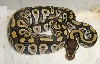 Male mojave