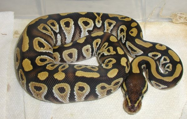 Male mojave