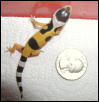 Tang hatchling 5