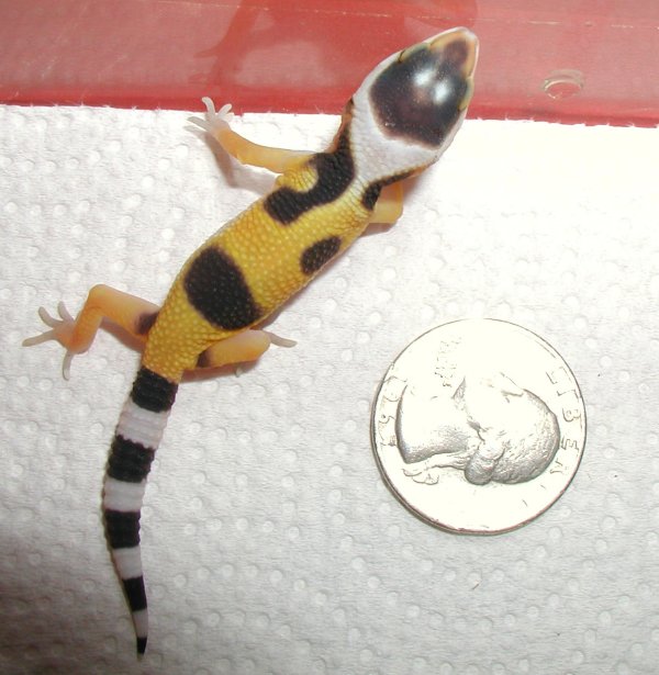 Tang hatchling 5