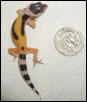 Tang hatchling 6