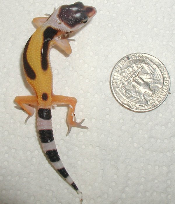 Tang hatchling 6