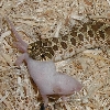 HETALBWHNF-2