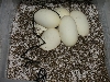 In the Incubator