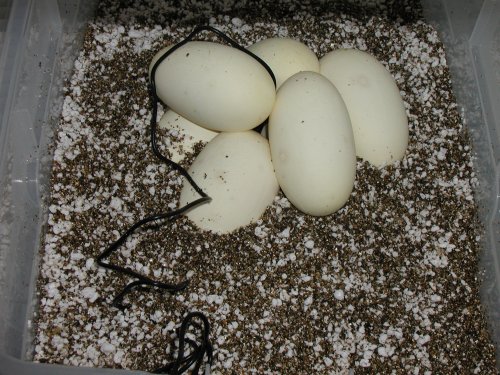 In the Incubator