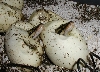 Hatching