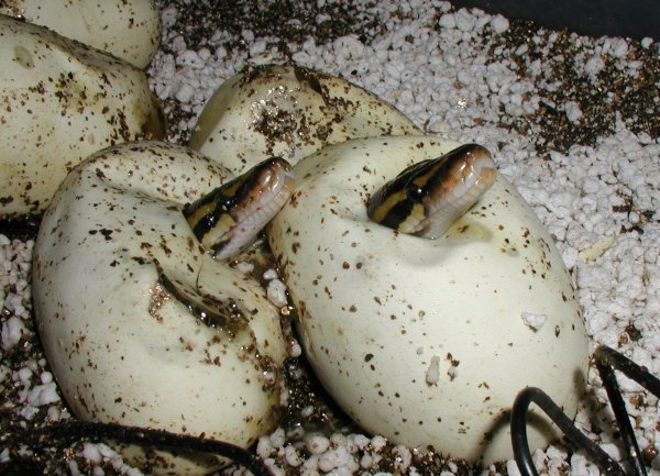 Hatching