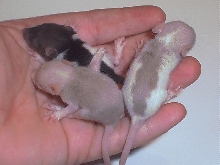 Tricolored Rats