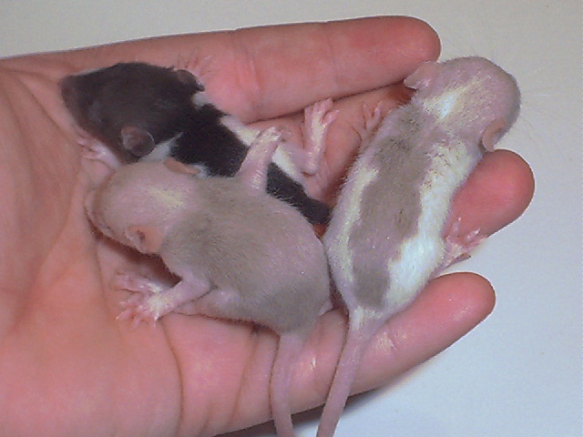 Tricolored Rats