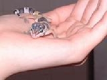 chillin gecko