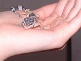 chillin gecko