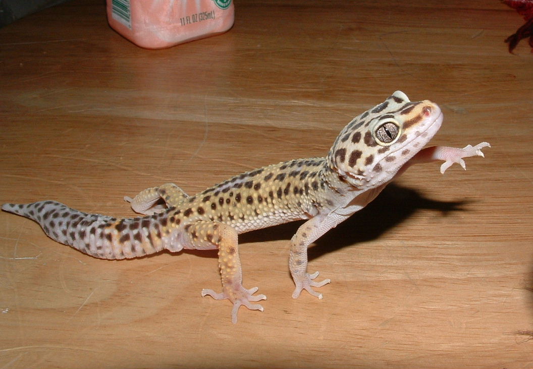 My lil Joker
