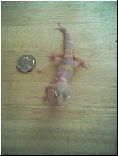 3 Legged Gecko