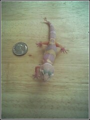 3 Legged Gecko