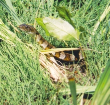 snake