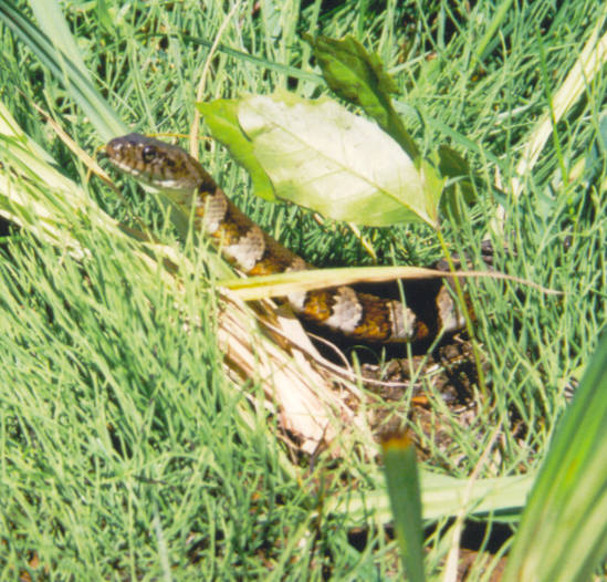 snake