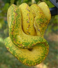 Ol Yeller x Bigbird yearling from TW