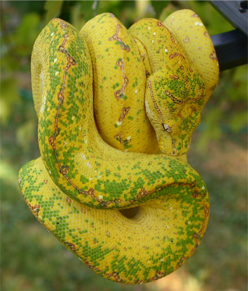 Ol Yeller x Bigbird yearling from TW