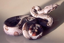 b5