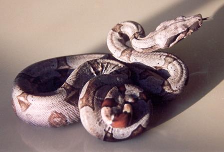 b5