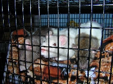 My 3 girls