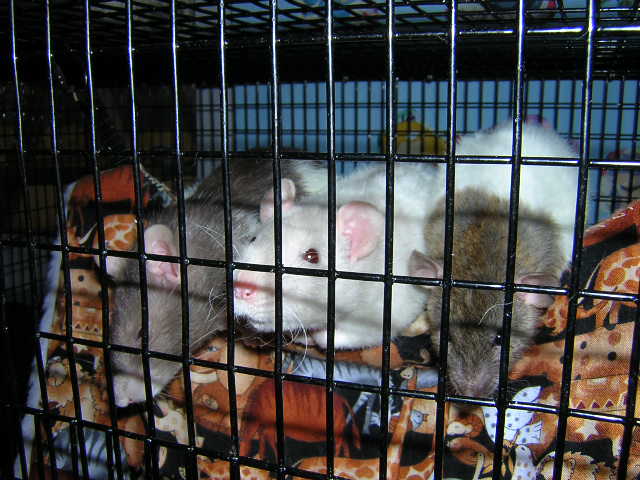 My 3 girls