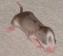 Tipper 12 days old