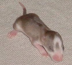 Tipper 12 days old