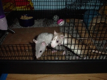 Sapphire and Tipper