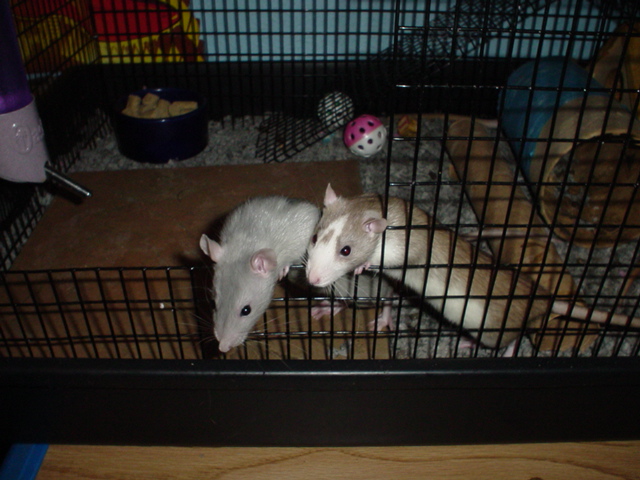 Sapphire and Tipper
