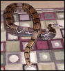 Gertrude