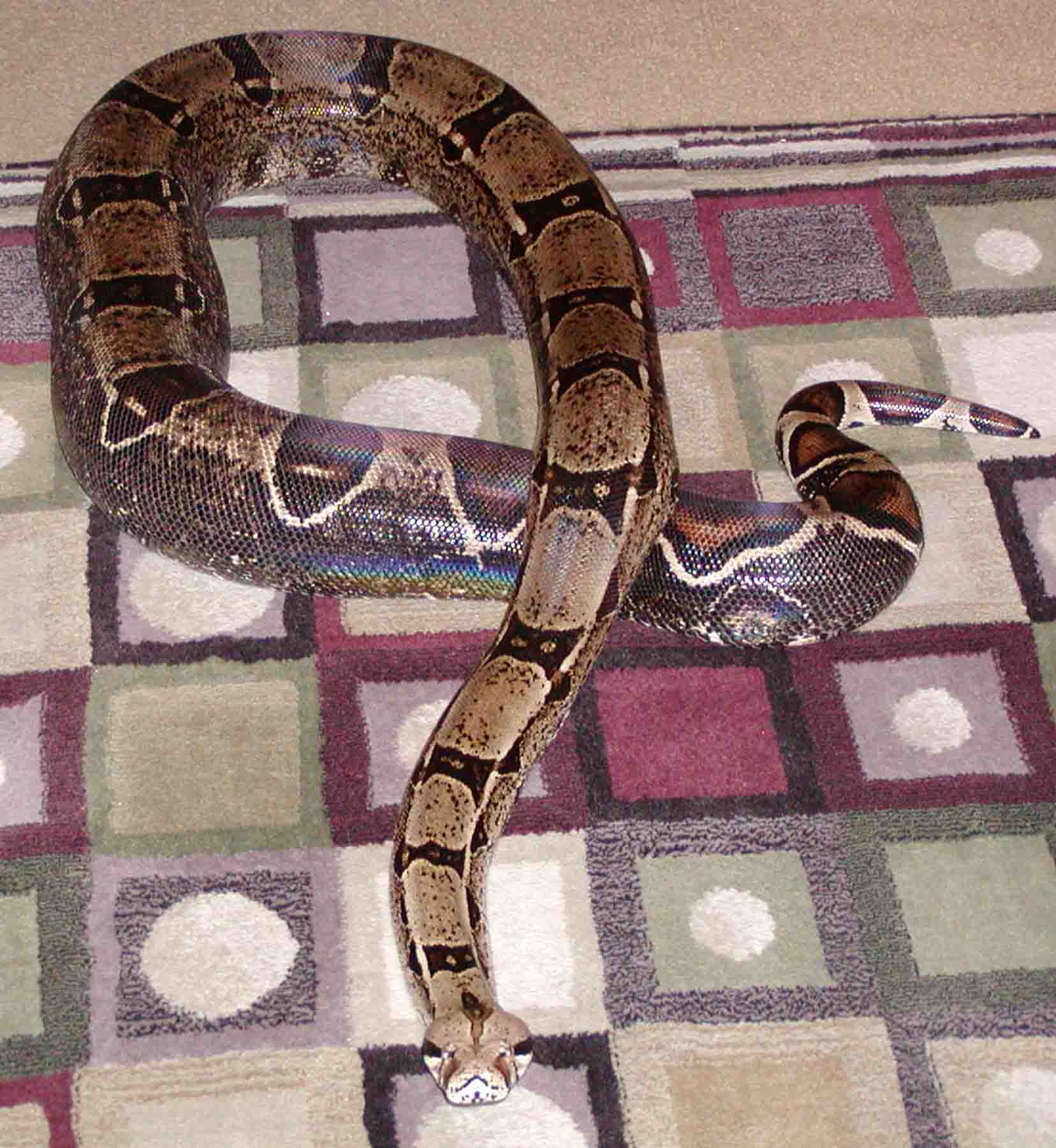 Gertrude