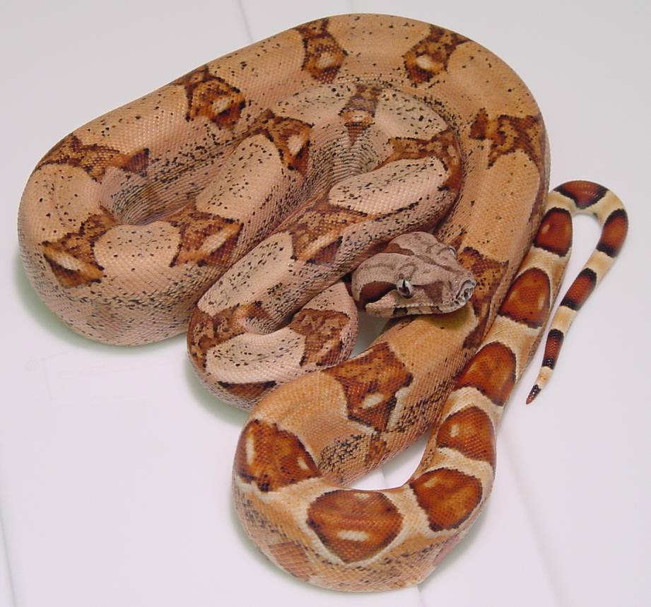 rich ihle female 1