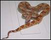 rich ihle female 2