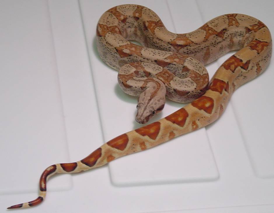 rich ihle female 2