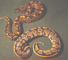 FEMALE POSS HET PIED