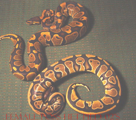 FEMALE POSS HET PIED
