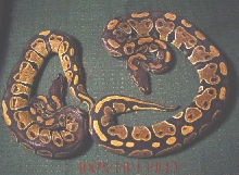 HET PIED MALES