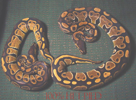 HET PIED MALES