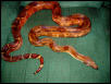 fire belly hypo indoor