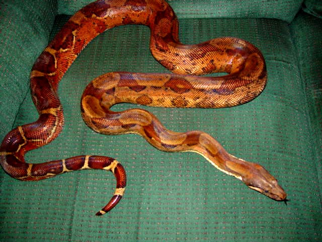 fire belly hypo indoor