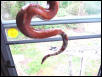 hypo fire belly