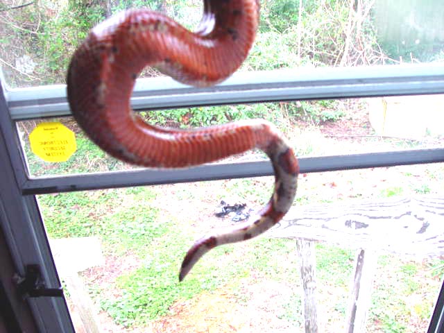 hypo fire belly