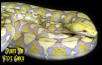 Lavender  Albino Retic
